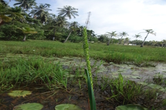 Sacciolepis interrupta